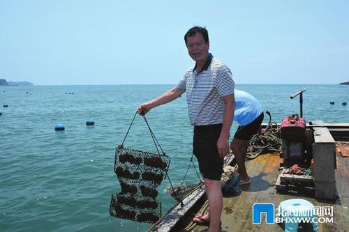 庞瑞友在南湾珍珠养殖基地向记者展示使用片式笼养殖的南珠. 陆威 摄