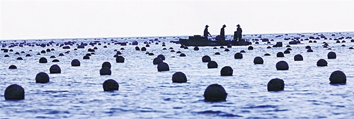 新村港:良港育珍珠 疍家伴渔排